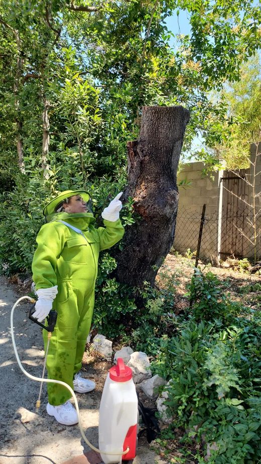 Technicienne Catalan Anti Nuisibles en intervention de traitement sur un arbre
